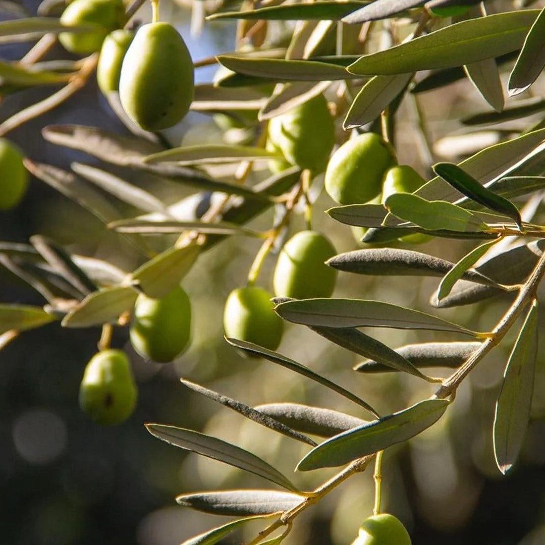 Mellow Chocolate - Olive Oil, Portugal