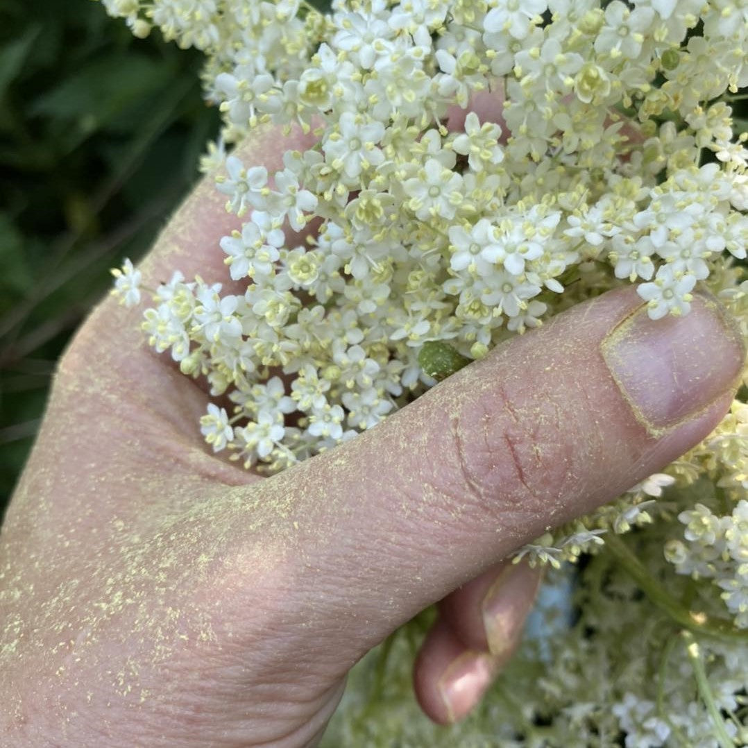 Westjysk Smag - Hyldeblomst eddike, 100 ml