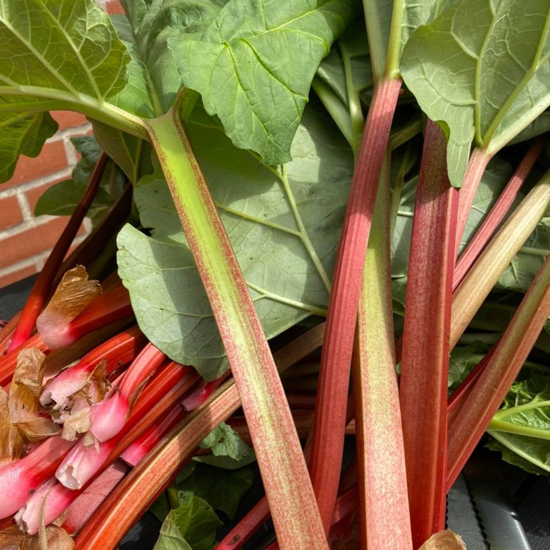 Westjysk Smag - Rabarber-Hyldeblomstlikør