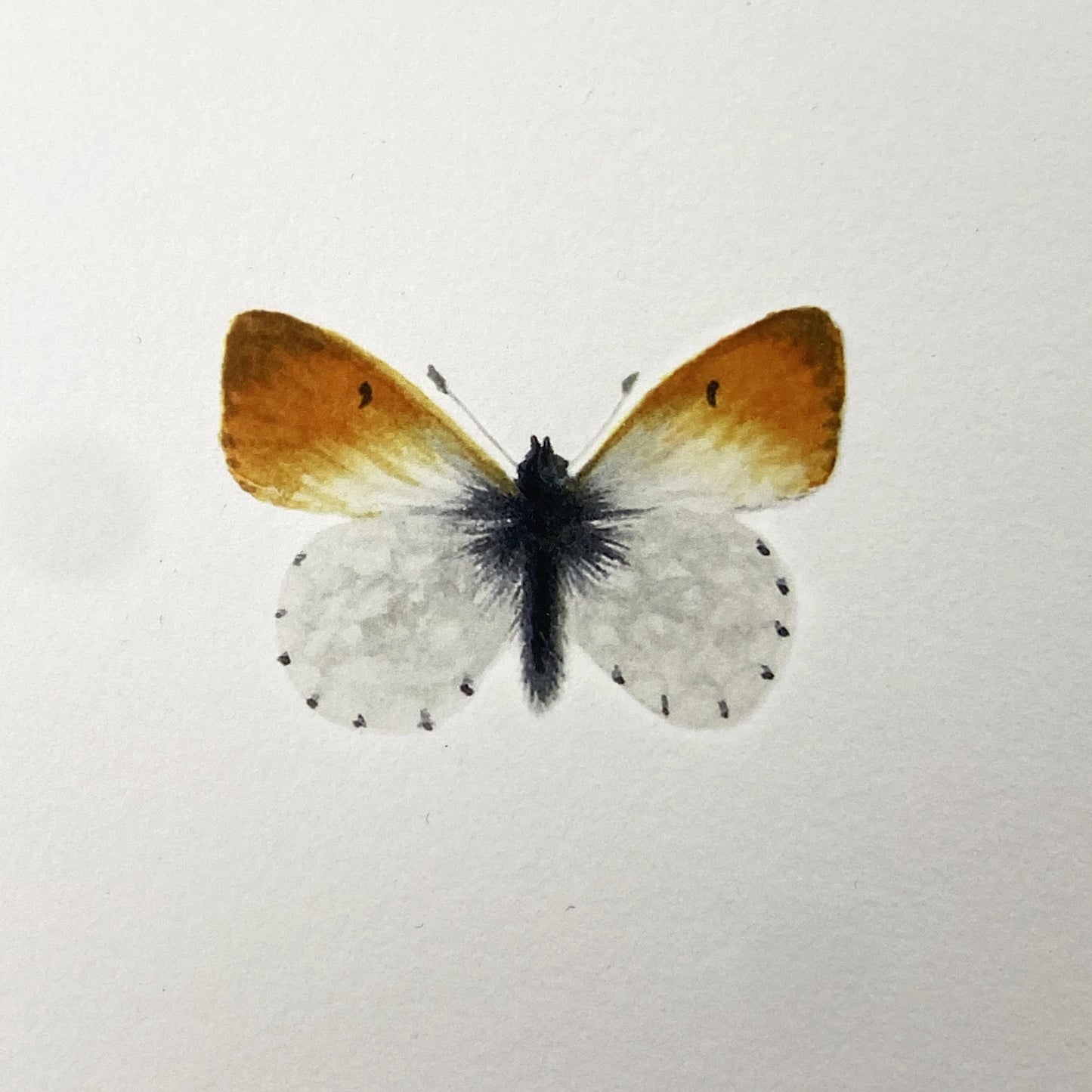 Nordic Reflections - 4 sommerfugle i ramme