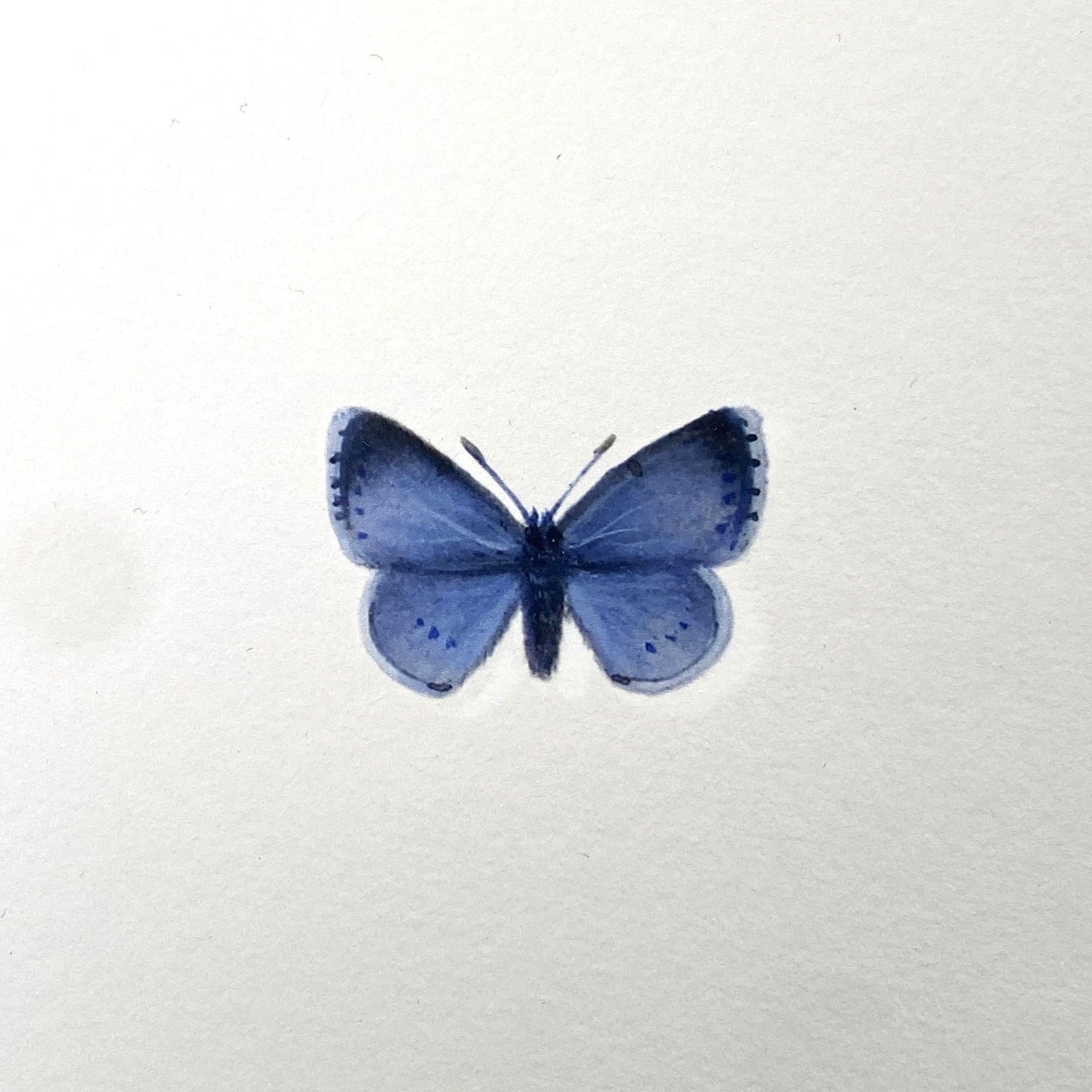 Nordic Reflections - 2 sommerfugle i ramme