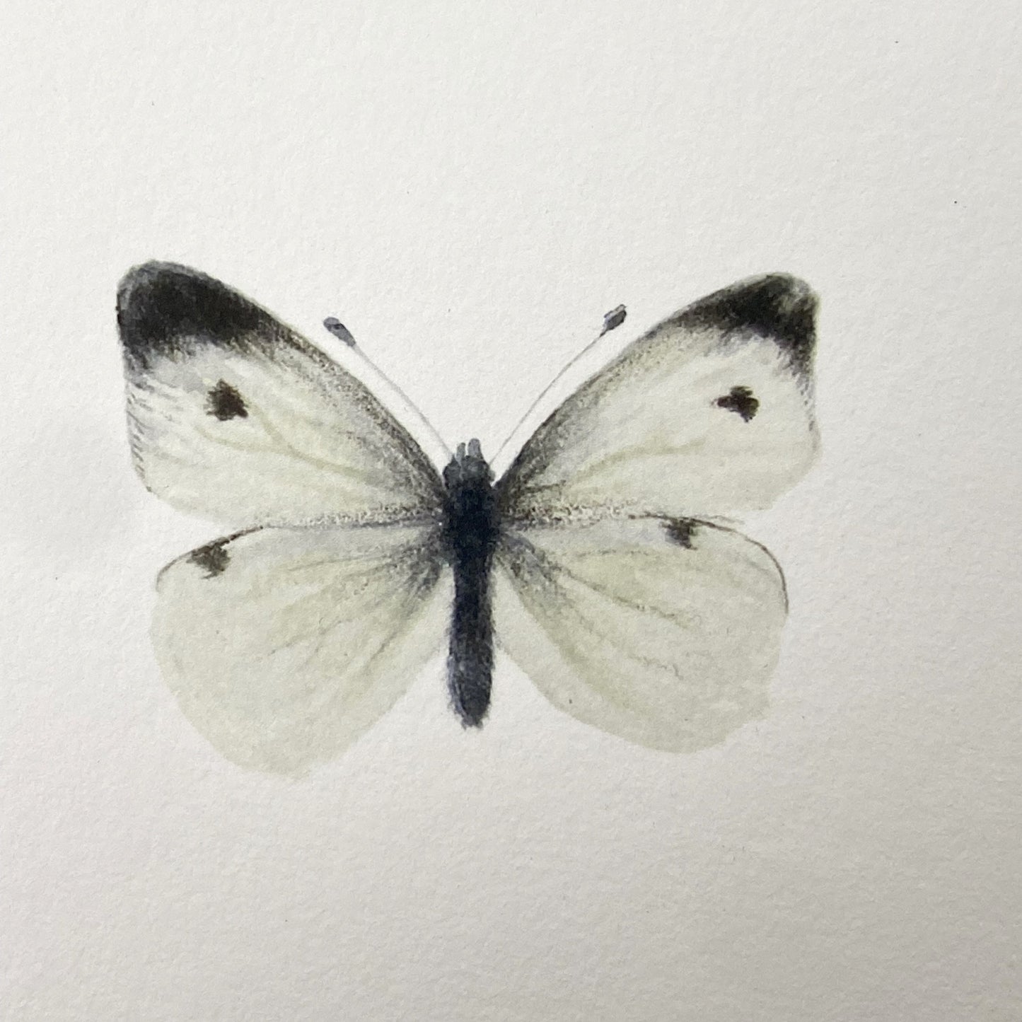 Nordic Reflections - 3 sommerfugle i ramme