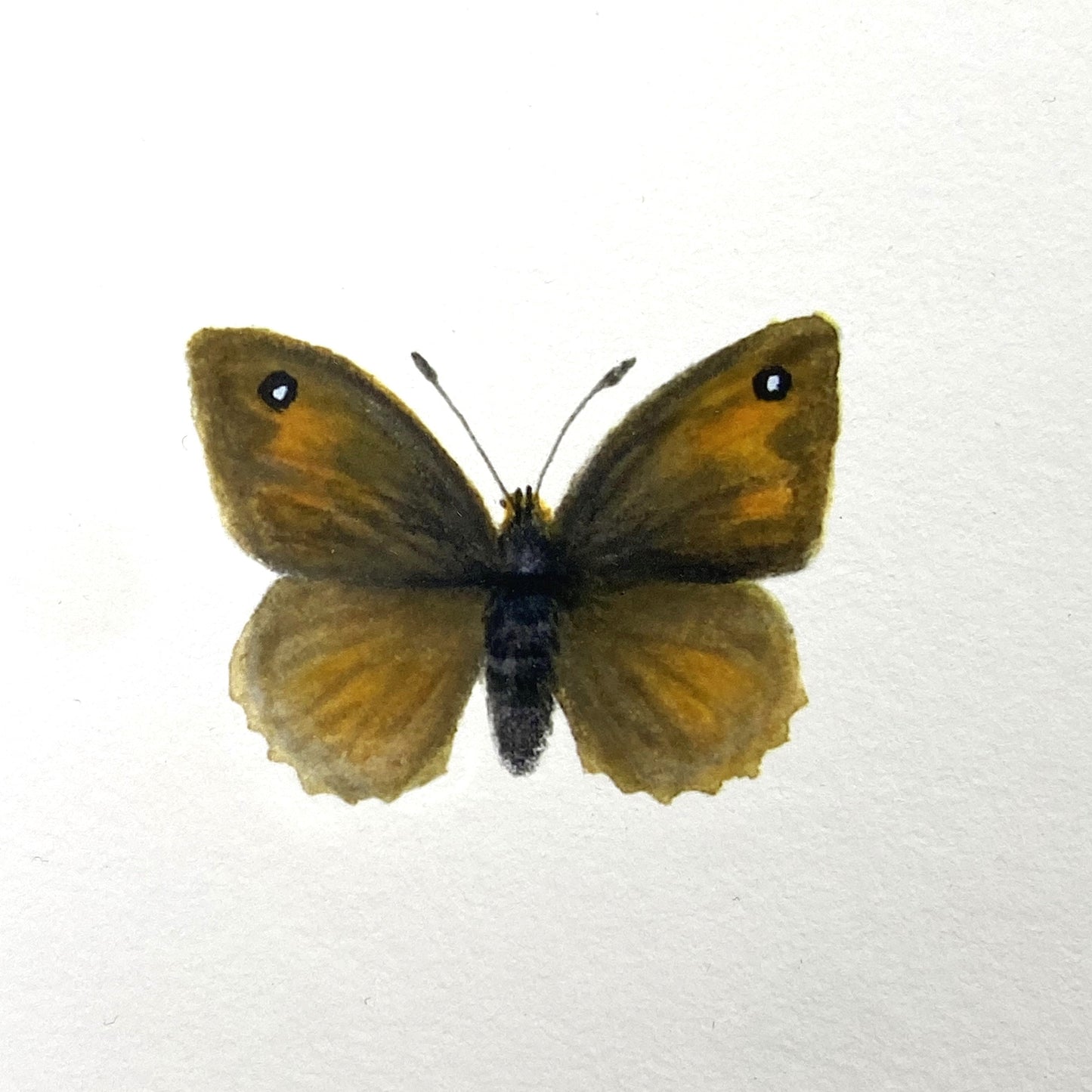 Nordic Reflections - 2 sommerfugle i ramme