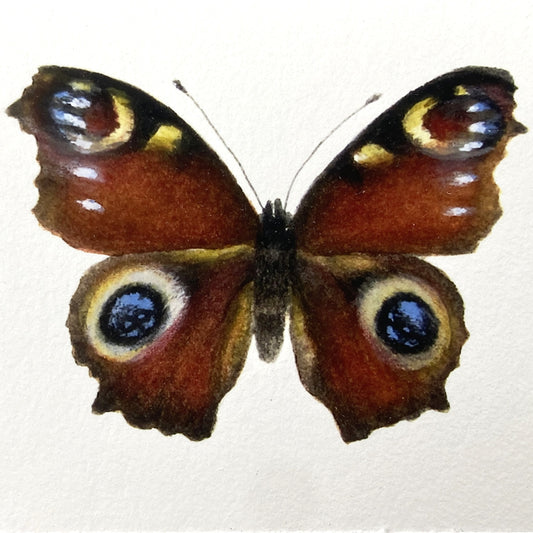 Nordic Reflections - Dagpåfugleøje sommerfugl i ramme